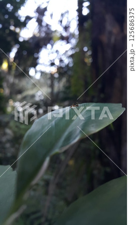 Weaver ants are still small on leaves. Weaver ants are still small on leaves. 125686375