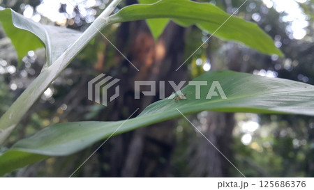 Weaver ants are still small on leaves. 125686376