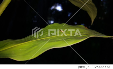 Weaver ants are still small on leaves. Weaver ants are still small on leaves. 125686378