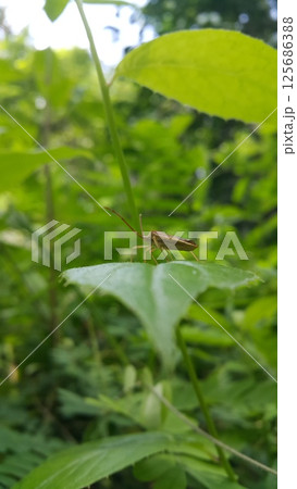 Adult Leaf-footed Bug of the Subfamily Coreinae. Pentatomoidea, Coreinae, Stick Bug, Horned Coreid Bug. 125686388