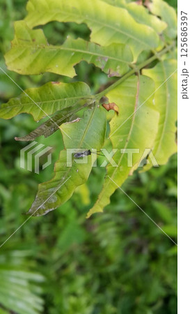 Eucharitid Wasp perched on a green leaf. Shot in the forest. Microplitis, chelonus, cotesia glomerata. 125686397