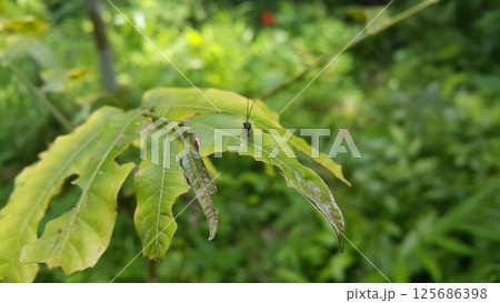Eucharitid Wasp perched on a green leaf. Shot in the forest. Microplitis, chelonus, cotesia glomerata. 125686398
