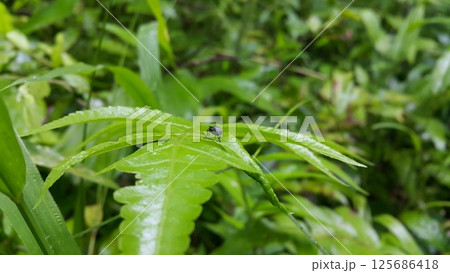 Hermetia illucens as known as black soldier fly perched on a leaf. Black Soldier Fly, a species of Soldier flies. Also as known as American Soldier Fly 125686418