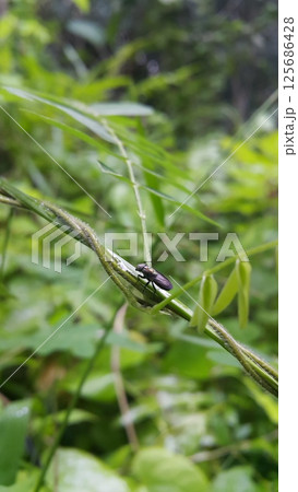 Hermetia illucens as known as black soldier fly perched on a leaf. Black Soldier Fly, a species of Soldier flies. Also as known as American Soldier Fly Hermetia illucens as known as black soldier fly perched on a leaf. Black Soldier Fly, a species of Soldier flies. Also as known as American Soldier Fly 125686428