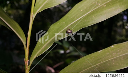 Thiania bhamoensis, metallic blue jumping spider on the green leaves. 125686431