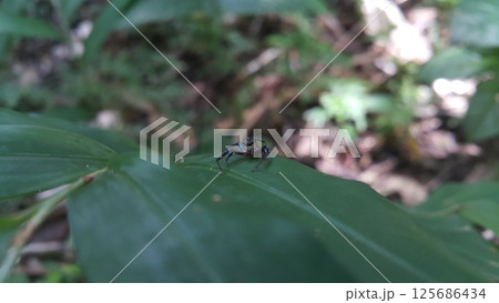 Thiania bhamoensis, metallic blue jumping spider on the green leaves. Thiania bhamoensis, metallic blue jumping spider on the green leaves. 125686434