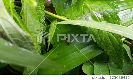 Velvet Ant (Mutilla astarte) on a green leaf. Mutillidae targeted in the forest. Velvet Ant (Mutilla astarte) on a green leaf. Mutillidae targeted in the forest. 125686436