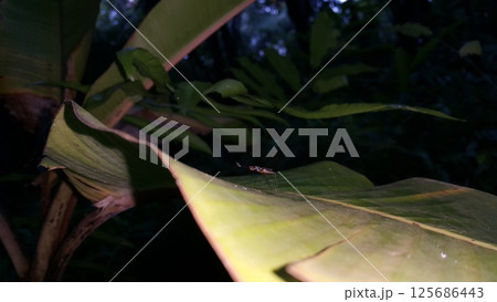 Red-legged robber fly insects, Mimegralla albimana, Stilt-legged Flies Flies (Micropezidae). Shot in jungle 125686443