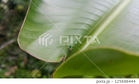 Siler semiglaucus, Jade Jumping Spider, Cosmophasis, Cosmophasis micarioides, Orsima ichneumon, Fighting Spider, Thiania bhamoensis, Elegant Jumping Spider, Chrysilla volupe, Phintella volupe. 125686444