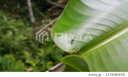 Siler semiglaucus, Jade Jumping Spider, Cosmophasis, Cosmophasis micarioides, Orsima ichneumon, Fighting Spider, Thiania bhamoensis, Elegant Jumping Spider, Chrysilla volupe, Phintella volupe. 125686449