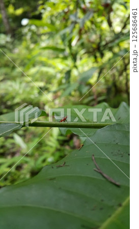 Dictyopharidae, Planthopper Nymph, red treehopper nymph, Pandanus planthopper, Flatidae, Dictyophara nakanonis. 125686461