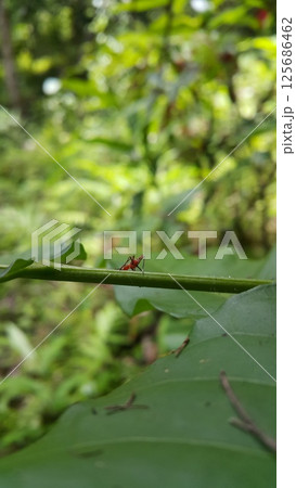 Dictyopharidae, Planthopper Nymph, red treehopper nymph, Pandanus planthopper, Flatidae, Dictyophara nakanonis. 125686462