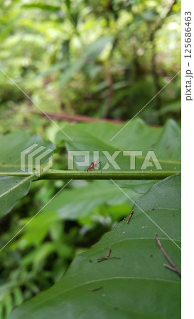 Dictyopharidae, Planthopper Nymph, red treehopper nymph, Pandanus planthopper, Flatidae, Dictyophara nakanonis. 125686463