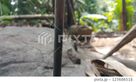Adult Stilt-legged Fly of the Subfamily Taeniapterinae. Shot in jungle. micropezidae (micropeziday), stilt-legged flies, Rainieria antennaepes. Adult Stilt-legged Fly of the Subfamily Taeniapterinae. Shot in jungle. micropezidae (micropeziday), stilt-legged flies, Rainieria antennaepes. 125686518