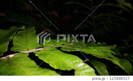 Pseudemathis trifida, Lurio conspicuus, Salticidae, ordo Araneae, phanias, Prostheclina pallida, Tutelina elegans, Colonus sylvanus, Salticidae Airlie, jumping spider. Shot in jungle 125686527