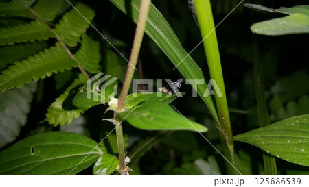 Peacock fly, Spathulina acroleuca, Neotephritis finalis, Common Ragweed Fruit Fly. Platensina tetrica is a species of tephritid or fruit flies in the genus Platensina of the family Tephritidae. 125686539