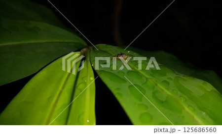 Pseudemathis trifida, Lurio conspicuus, Salticidae, ordo Araneae, phanias, Prostheclina pallida, Tutelina elegans, Colonus sylvanus. Pseudemathis trifida, Lurio conspicuus, Salticidae, ordo Araneae, phanias, Prostheclina pallida, Tutelina elegans, Colonus sylvanus. 125686560