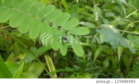 Black Carpenter Ant on Leaf. Polyrhachis dives Insect, Spiny Ant, Formicidae. Black Carpenter Ant on Leaf. Polyrhachis dives Insect, Spiny Ant, Formicidae. 125686565