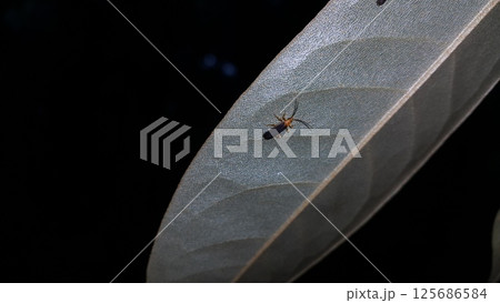 Firefly, Tribe Resthenini, Macromalthinus brasiliensis, Phytoecia affinis Firefly, Tribe Resthenini, Macromalthinus brasiliensis, Phytoecia affinis 125686584