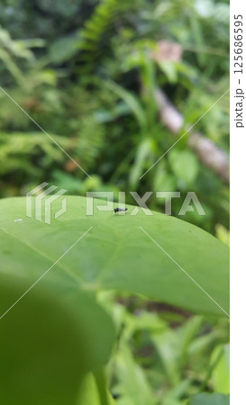 Black soldier fly, Hermetia illucens, Chloropidae, Nemotelus pantherinu. 125686595