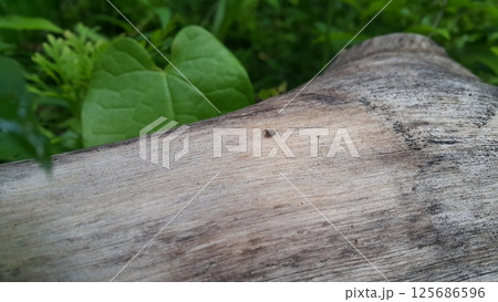 Gray spider on wood. Shot in the forest. Gray spider on wood. Shot in the forest. 125686596