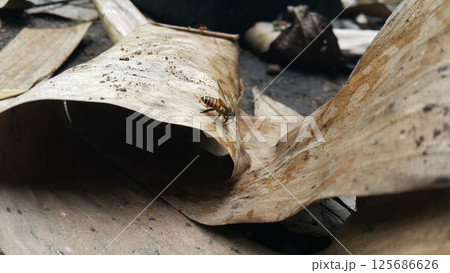 Africanized bee, Apis melifera, Pcela, Austroplebeia australis. Shot in jungle Africanized bee, Apis melifera, Pcela, Austroplebeia australis. Shot in jungle 125686626