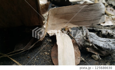 Africanized bee, Apis melifera, Pcela, Austroplebeia australis. Shot in jungle 125686630