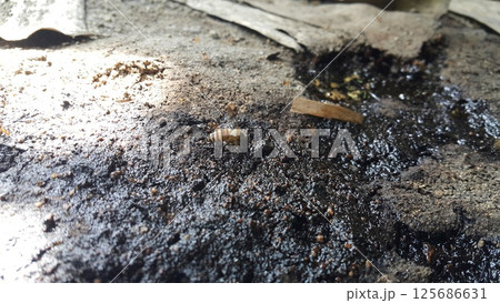 Africanized bee, Apis melifera, Pcela, Austroplebeia australis. Shot in jungle 125686631