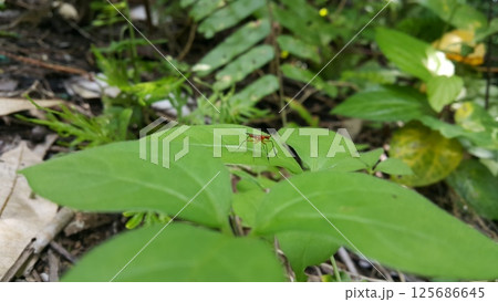 The Micropezidae are a moderate-sized family of acalyptrate muscoid flies in the insect order Diptera. They are most diverse in tropical and subtropical habitats, especially in the Neotropical Region. The Micropezidae are a moderate-sized family of acalyptrate muscoid flies in the insect order Diptera. They are most diverse in tropical and subtropical habitats, especially in the Neotropical Region. 125686645