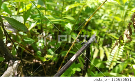 Black Soldier Fly, a species of Soldier flies. Also as known as American Soldier Fly. 125686651