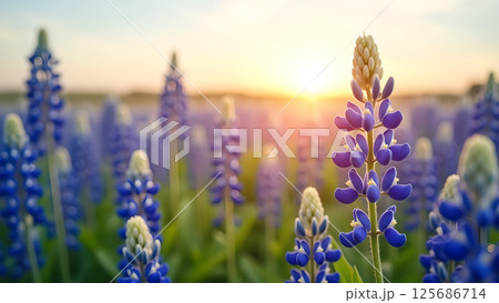 Lupine bloom at sunrise bathes field in early morning light, soft color palette 125686714