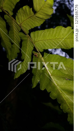 Pseudemathis trifida, Lurio conspicuus, Salticidae, ordo Araneae, phanias, Prostheclina pallida, Tutelina elegans, Colonus sylvanus, Salticidae Airlie, jumping spider. Shot in jungle 125686776
