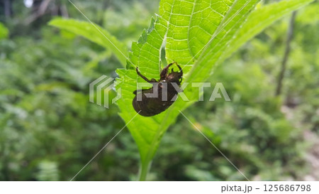 Appearance of a beetle that has shed its skin. Shot in forest. 125686798