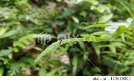 Mosquito resting on green grass. Male and female mosquitoes feed on nectar and plant juices. A species of Aedes genus. Aedes riparius, mosquito - Ochlerotatus excrucians. 125686800