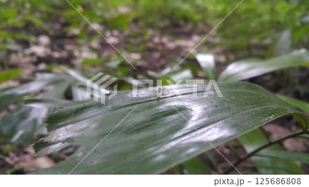 Small insects on plant leaves. Small insects on plant leaves. 125686808