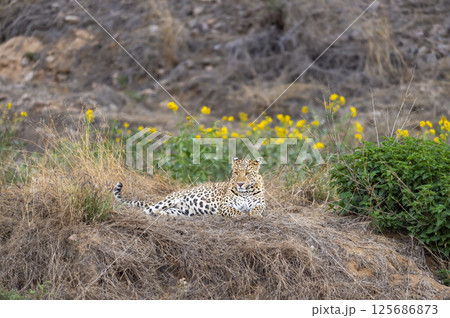 Indian wild male leopard or panther or panthera pardus fusca sitting in open with eye contact in natural green and yellow flowers are in background in morning wildlife safari forest of central india 125686873