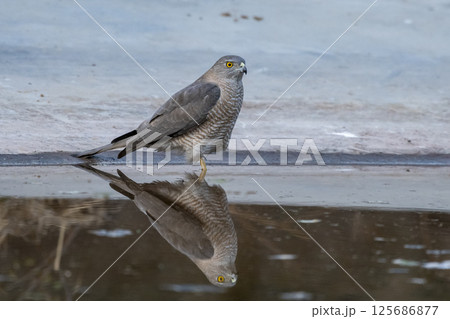 Thirsty wild bird of prey Shikra or Accipiter badius or little banded goshawk for quenching thirst with reflection in water near waterhole at forest safari in national park of india asia 125686877