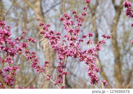 ハナズオウの花 125686878