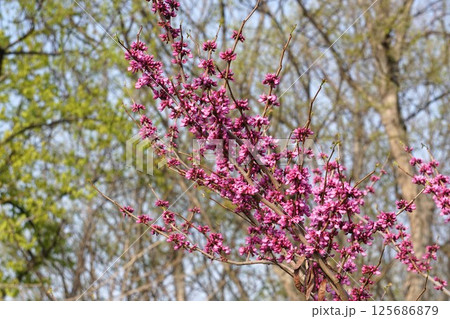 ハナズオウの花 125686879