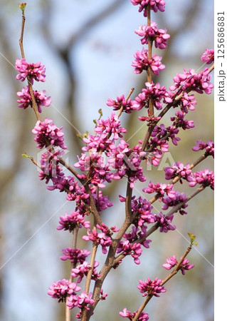 ハナズオウの花 125686881