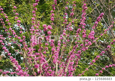 ハナズオウの花 125686883