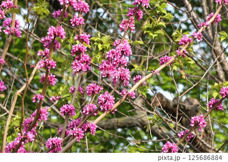 ハナズオウの花　 125686884