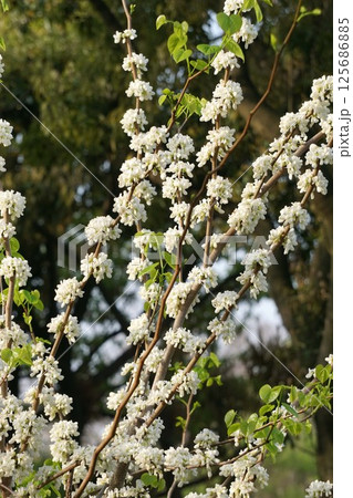 白花ハナズオウの花 125686885