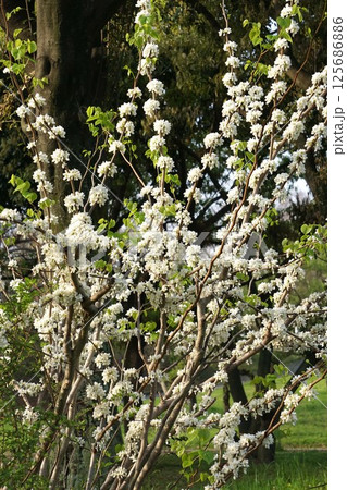 白花ハナズオウの花 白花ハナズオウの花 125686886