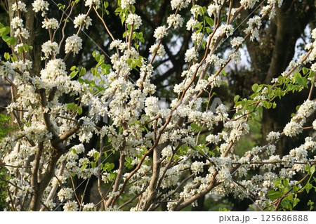 白花ハナズオウの花 125686888