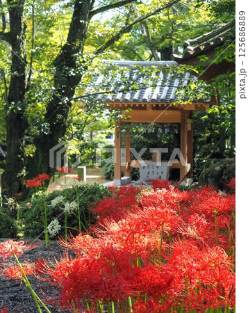 法泉寺の彼岸花2024【香川県観音寺市4 法泉寺の彼岸花2024【香川県観音寺市4 125686889