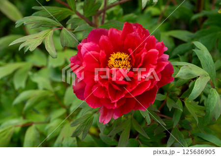 春の日差しと真っ赤な牡丹の花 春の日差しと真っ赤な牡丹の花 125686905