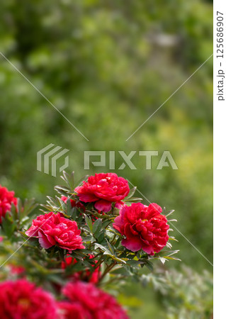 春の日差しと真っ赤な牡丹の花 春の日差しと真っ赤な牡丹の花 125686907