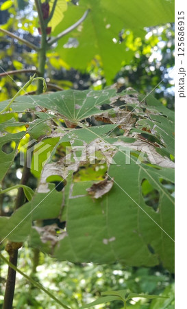 Insect Eaten Leaf, Tropical Rainforest. This leaves has many holes. Insect Eaten Leaf, Tropical Rainforest. This leaves has many holes. 125686915