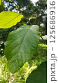 Dark green leaf background. Wallpaper. 125686916